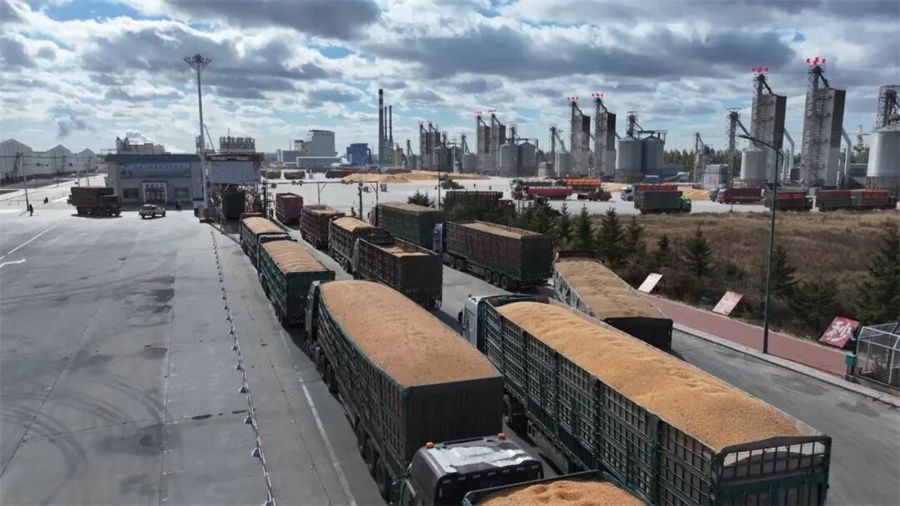 北安象嶼金谷“數(shù)智化”收糧 暖心服務(wù)下的“秒到”糧款與高效檢驗(yàn)